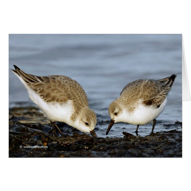 Niedliches Paar Sanderlings Sandpipers Shares a Me (Vorderseite (Horizontal))