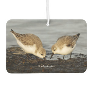 Niedliches Paar Sanderlings Sandpipers Shares a Me Autolufterfrischer