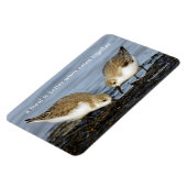 Niedliches Paar Sanderlings Sandpipers Shares a Me Magnet (Linke Seite)