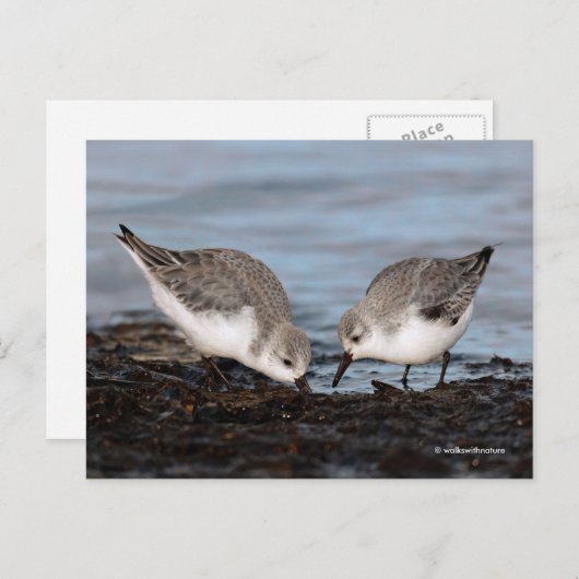 Niedliches Paar Sanderlings Sandpipers Shares a Me Postkarte (Vorne/Hinten)