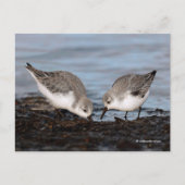 Niedliches Paar Sanderlings Sandpipers Shares a Me Postkarte (Vorderseite)