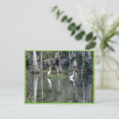 Niedliches Paar von Louisiana Herons in Wasser in Postkarte (Stehend Vorderseite)