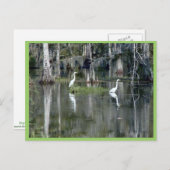 Niedliches Paar von Louisiana Herons in Wasser in Postkarte (Vorne/Hinten)