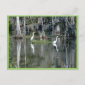 Niedliches Paar von Louisiana Herons in Wasser in Postkarte (Vorderseite)
