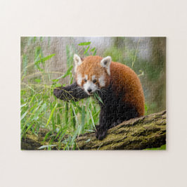 niedliches Panda-Foto Puzzle