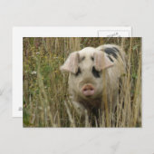 Niedliches Pen Postkarte (Vorne/Hinten)