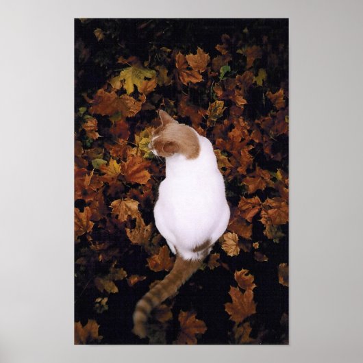 Niedliches Pet-Katzenposter Poster (Vorne)