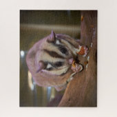 Niedliches Pet Sugar Glider Eating Puzzle (Vertikal)