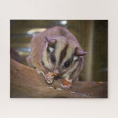 Niedliches Pet Sugar Glider Eating Puzzle (Horizontal)