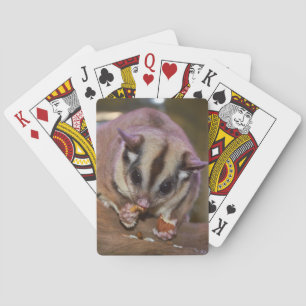 Niedliches Pet Sugar Glider Eating Spielkarten