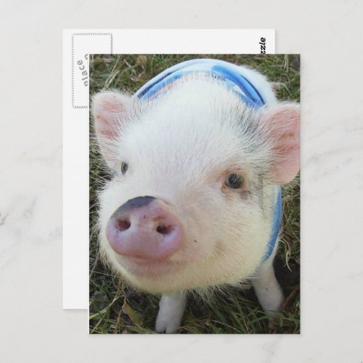 Niedliches Pfeifschwanz Postkarte (Vorne/Hinten)