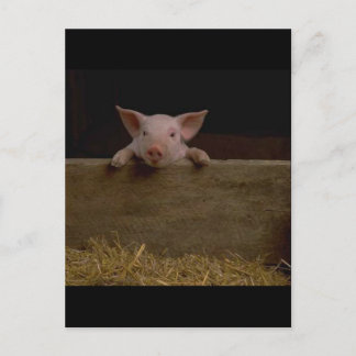 Niedliches Pigment Postkarte