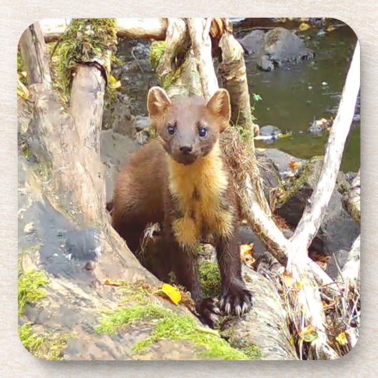 Niedliches Pine Marten Hartkunststoff 6 Untersetze Getränkeuntersetzer (Vorderseite)