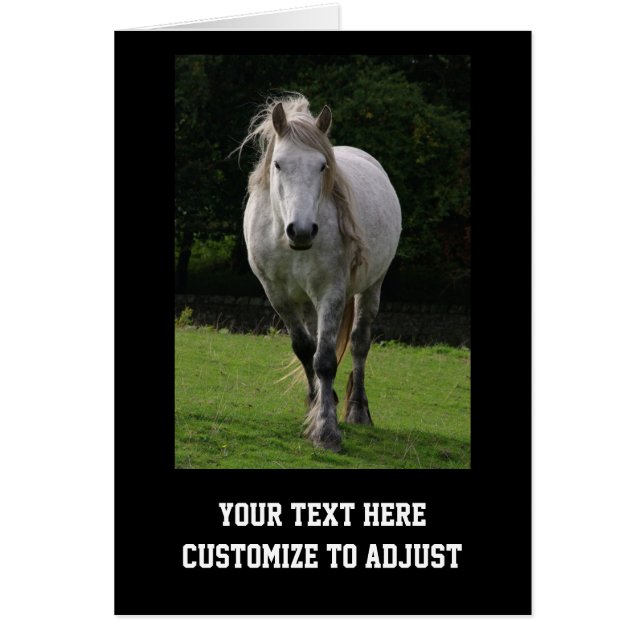 Niedliches Ponyfoto (Vorne)