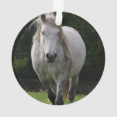 Niedliches Ponyfoto Ornament (Rückseite)