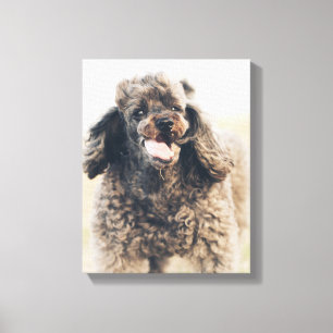 Niedliches Poodle Hund Gesicht lächeln Lächeln Leinwanddruck