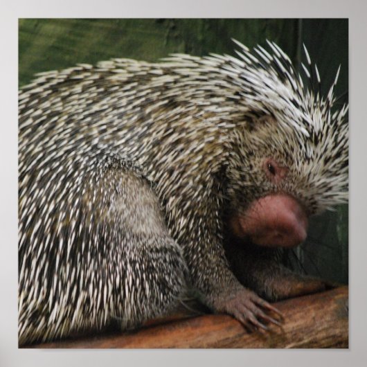 Niedliches Porcupine Poster (Vorne)
