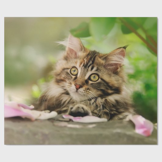 Niedliches Portrait Maine Coon Cat Kitten in einem Geschenkpapier (Flach)