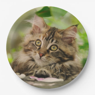 Niedliches Porträt-Maine-Waschbär-Katzen-Kätzch Pappteller
