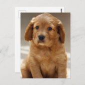 Niedliches Puppy-Portrait-Foto Postkarte (Vorne/Hinten)