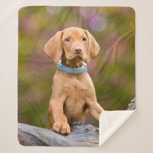 Niedliches puppyeyed Ungar Vizsla Sherpadecke (Vorderseite)