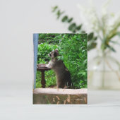 Niedliches Raccoon-Essen bei der Vogelzuführung Po Postkarte (Stehend Vorderseite)