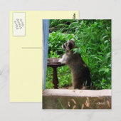 Niedliches Raccoon-Essen bei der Vogelzuführung Po Postkarte (Vorne/Hinten)