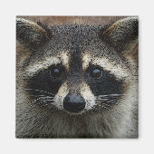 Niedliches Raccoon Face Foto Magnet (Vorne)