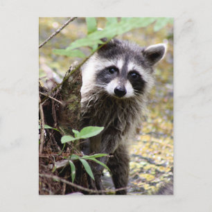 Niedliches Raccoon Foto Postkarte