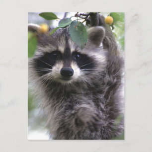 Niedliches Raccoon Foto Postkarte