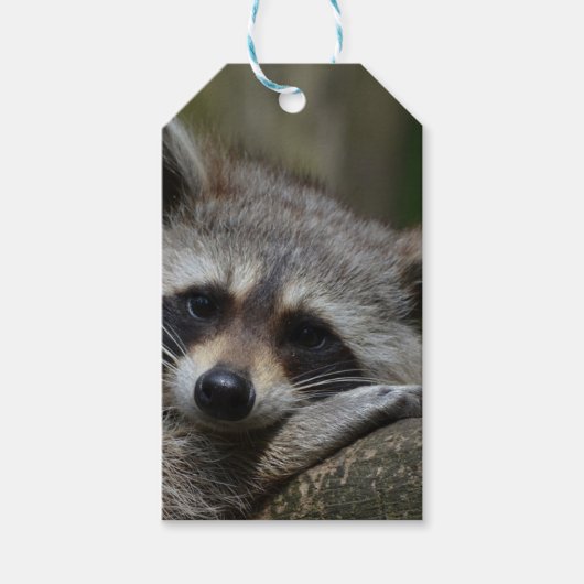 Niedliches Raccoon Geschenkanhänger (Vorderseite)