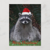 Niedliches Raccoon mit roter Weihnachtsmannmütze Feiertagspostkarte (Vorderseite)