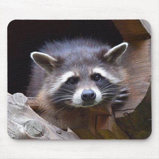 Niedliches Raccoon Mousepad (Vorne)