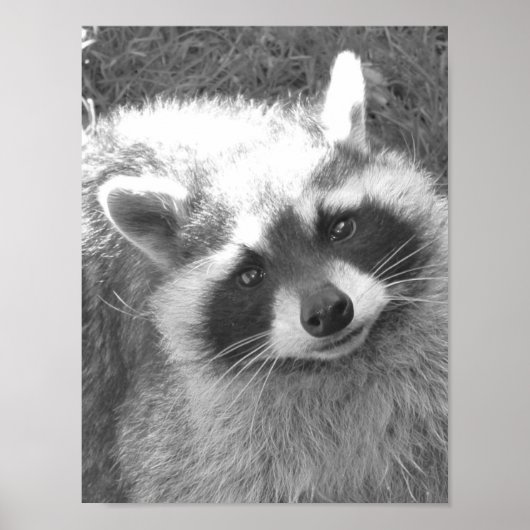 Niedliches Raccoon Poster (Vorne)