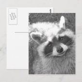 Niedliches Raccoon Postkarte (Vorne/Hinten)