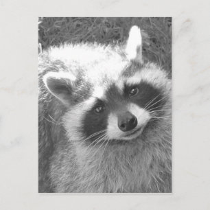 Niedliches Raccoon Postkarte