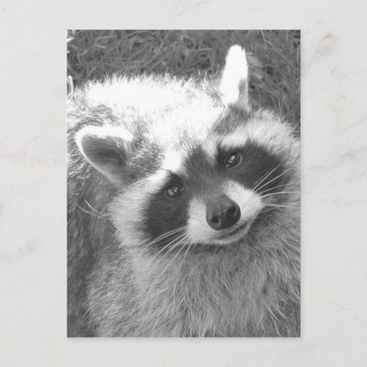 Niedliches Raccoon Postkarte (Vorderseite)