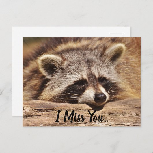 Niedliches Raccoon Postkarte (Vorne/Hinten)