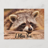 Niedliches Raccoon Postkarte (Vorderseite)