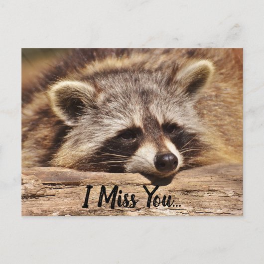 Niedliches Raccoon Postkarte (Vorderseite)