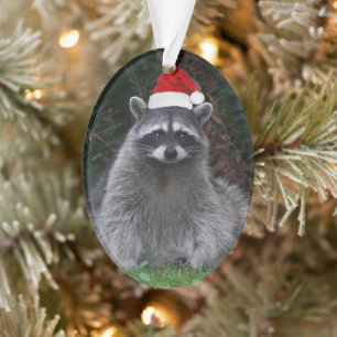 Niedliches Raccoon Rote Weihnachtsmannmütze Urlaub Ornament