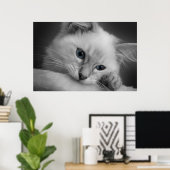 Niedliches Ragdoll Kätzchen Poster (Heimbüro)