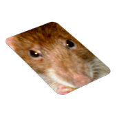 Niedliches Rattenfass Premium Magnet (Rechte Seite)