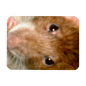 Niedliches Rattenfass Premium Magnet (Horizontal)