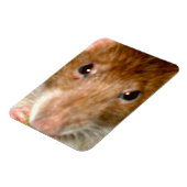 Niedliches Rattenfass Premium Magnet (Linke Seite)