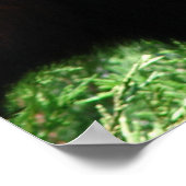 Niedliches Red Panda Bärenposter Poster (Ecke)