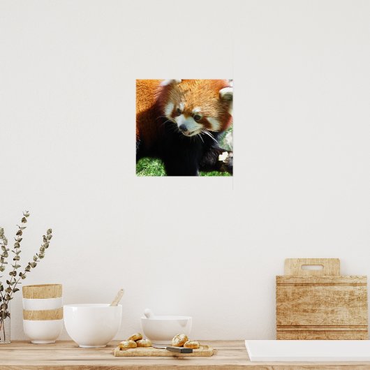 Niedliches Red Panda Bärenposter Poster (Küche)