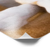 Niedliches Relaxen White Calico Cat Foto drucken (Ecke)