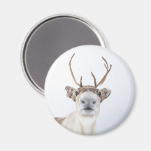 Niedliches Rentier Nature Foto