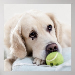 Niedliches Retriever Doster Poster